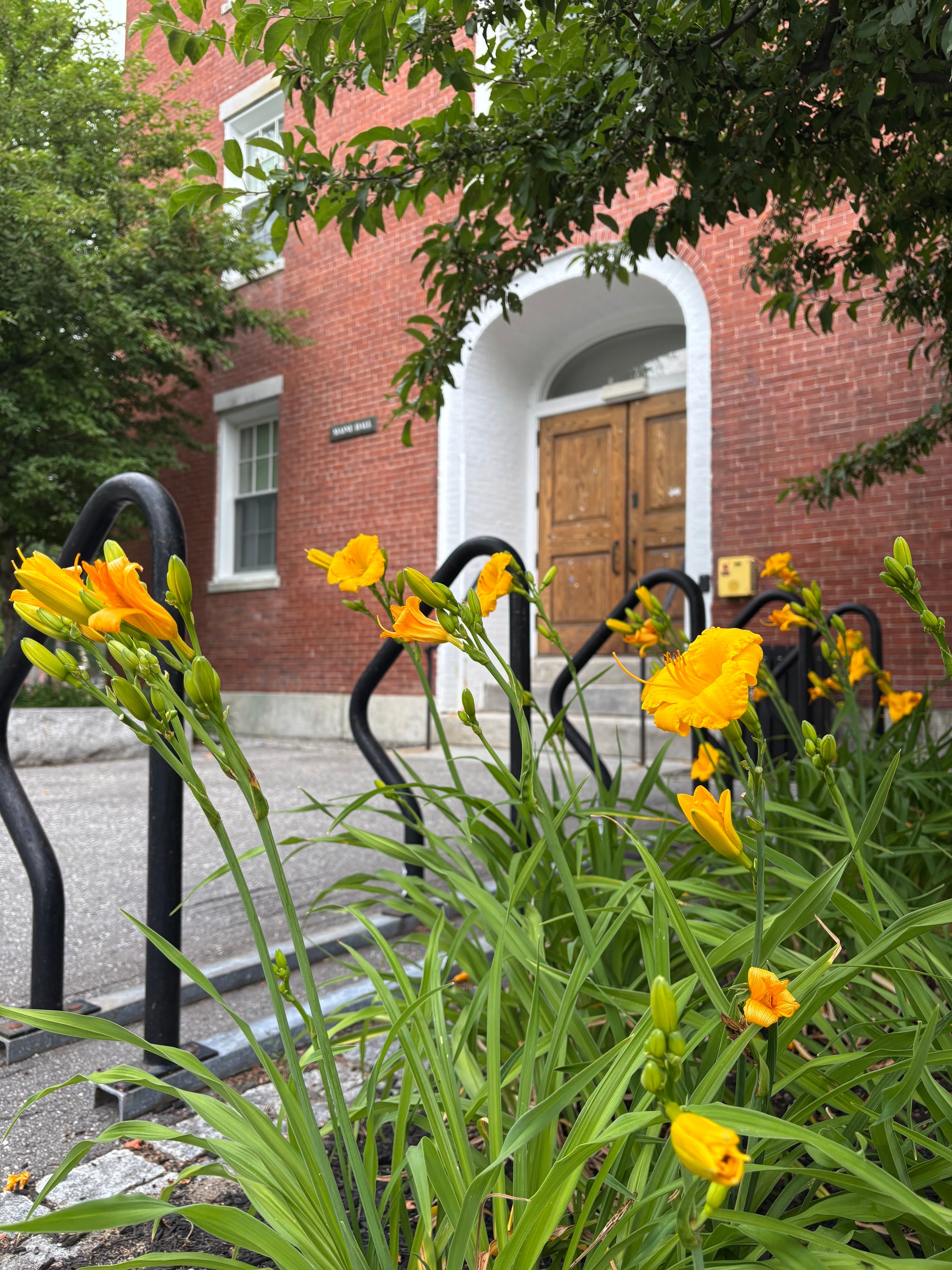 Yellow daylilies in a garden bed in front of a red brick building with a wooden door and black metal bike racks.