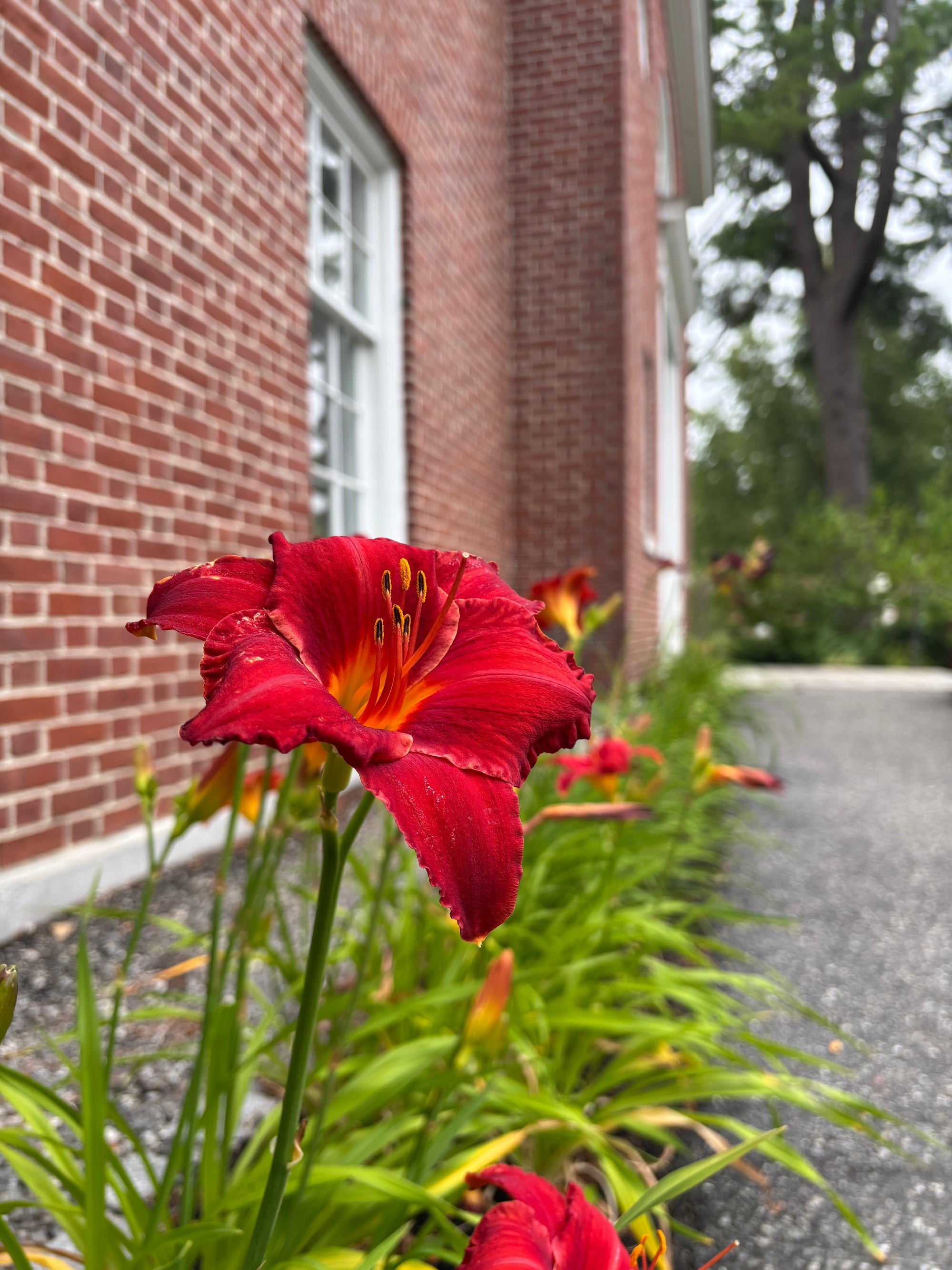 A close-up of a bright red daylily flower with yellow-orange center and green leaves, growing in a garden bed beside a red brick building.