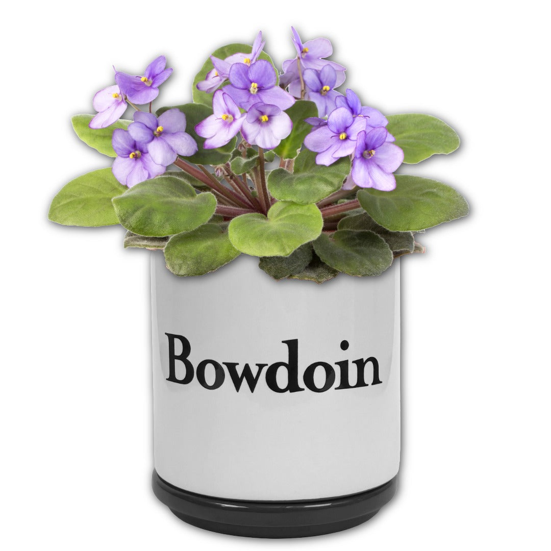 Potted plant with purple flowers labeled 'Bowdoin' on a white background