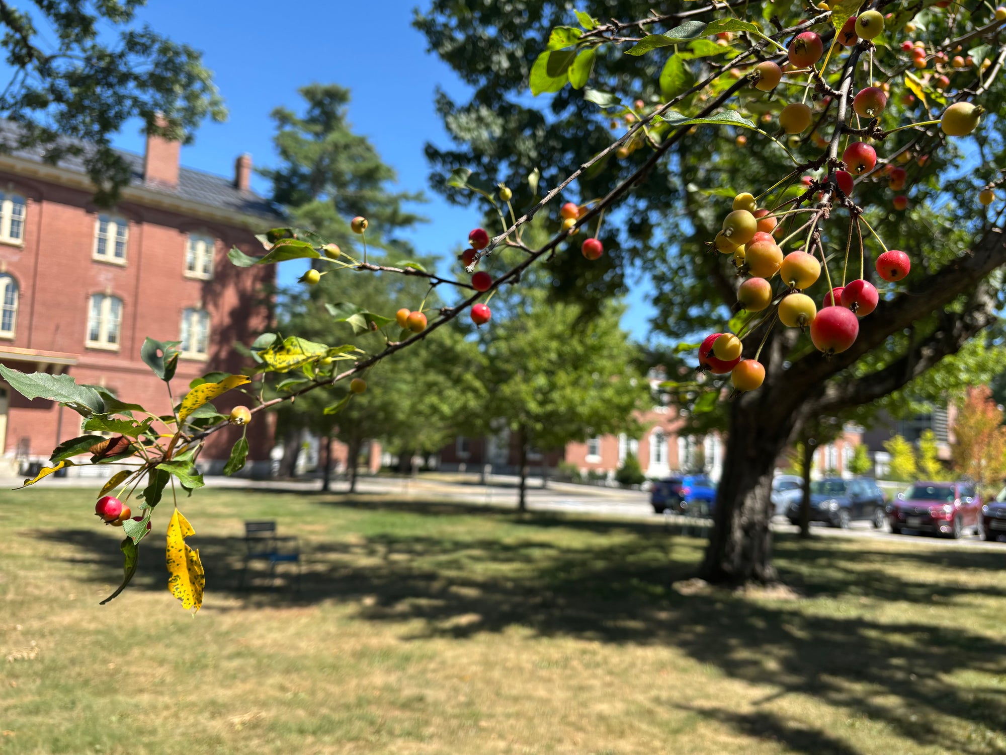 Close-up of a branch with clusters of small red, orange, and yellow fruits on green leaves, photographed outdoors with a blurred brick building, trees, grass, and parked cars in the background.