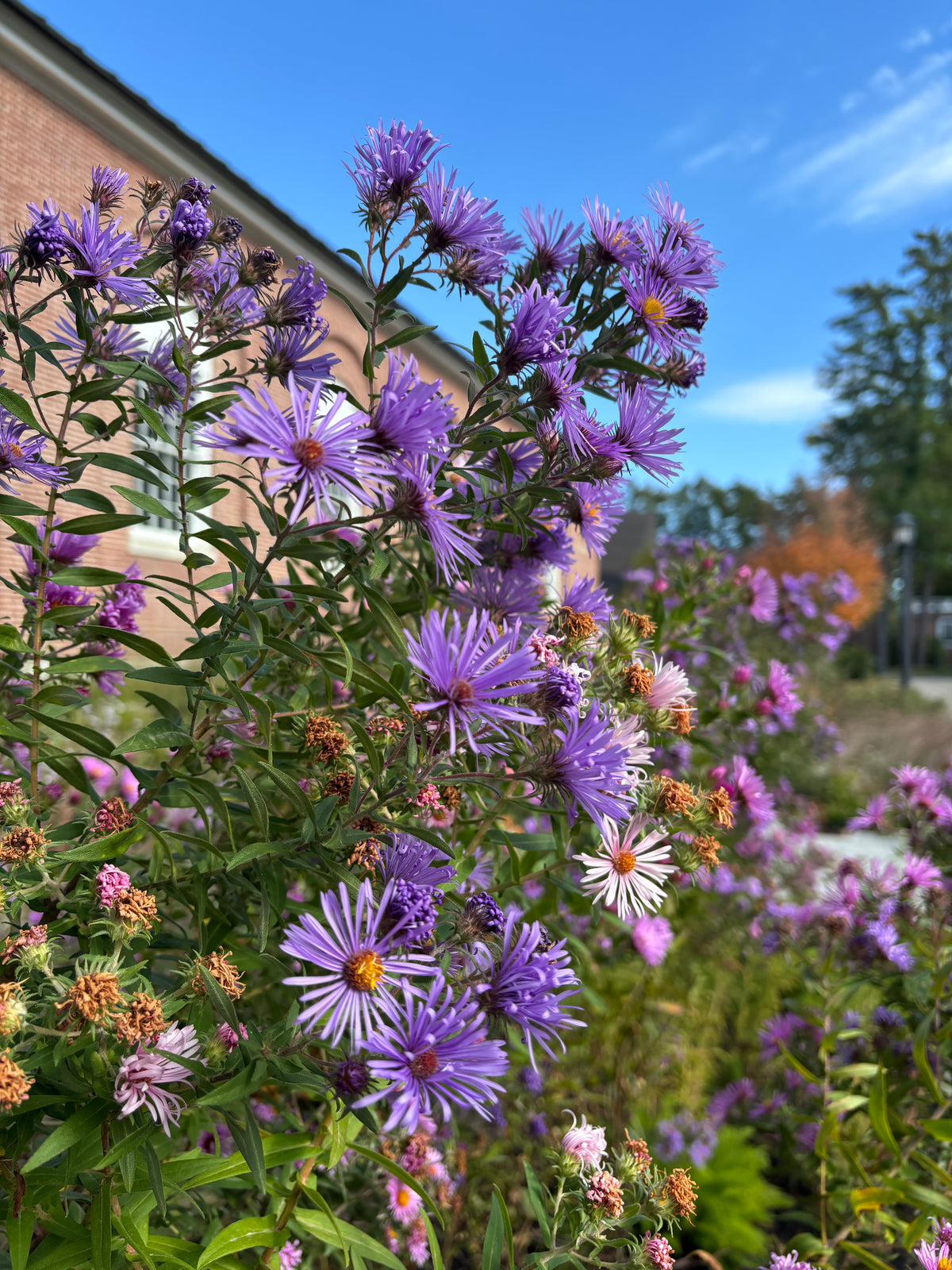 Purple asters in full bloom with green foliage in an outdoor garden setting, with a brick building and blue sky in the background.