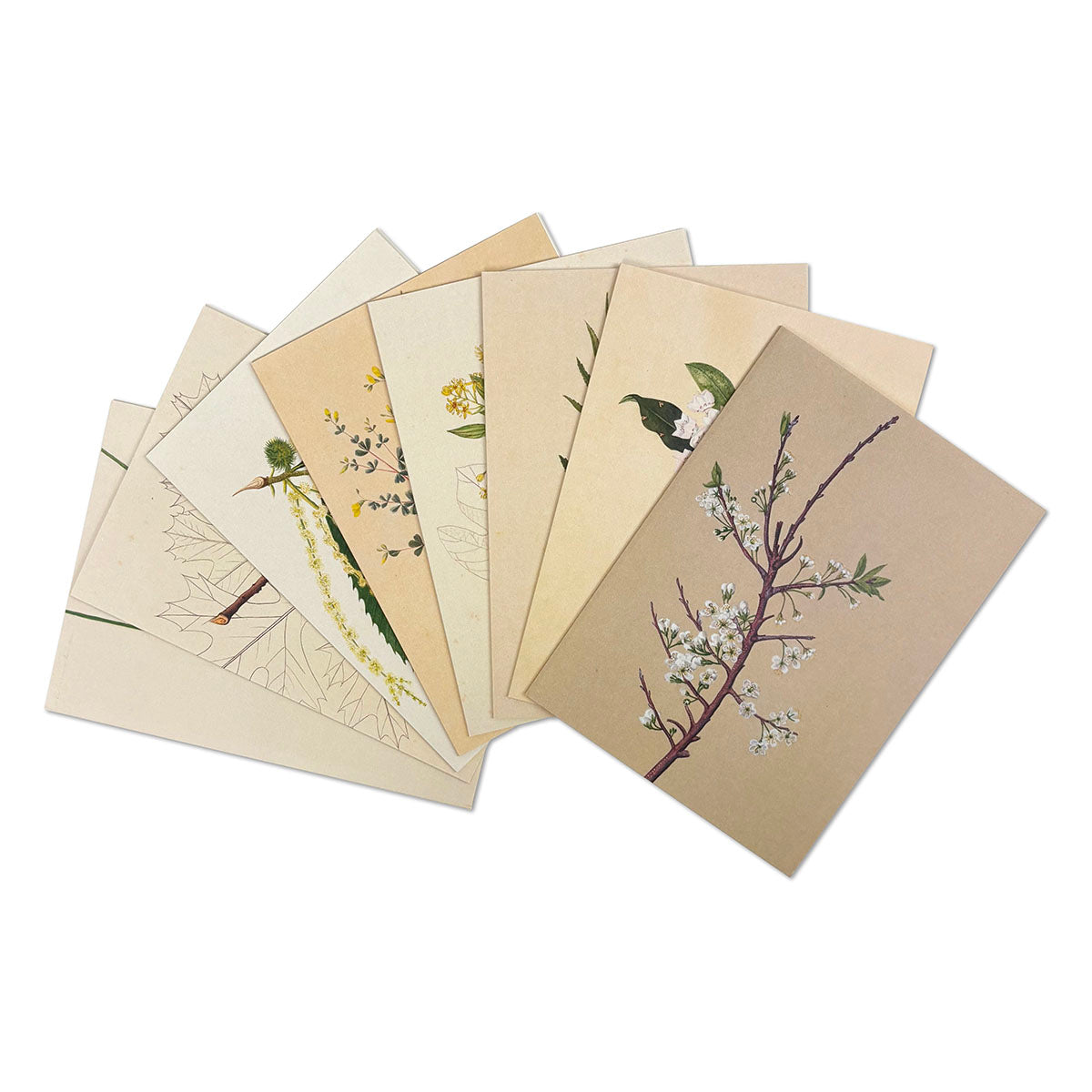 Set of greeting cards with botanical designs on a white background