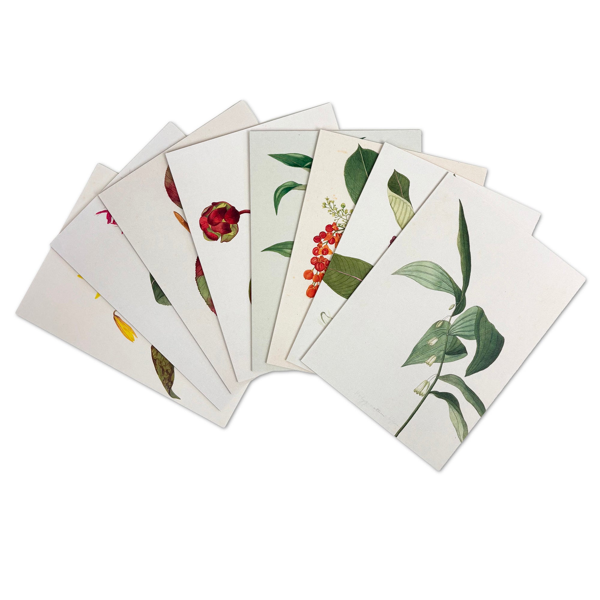 Set of 8 notecards with different botanical prints.