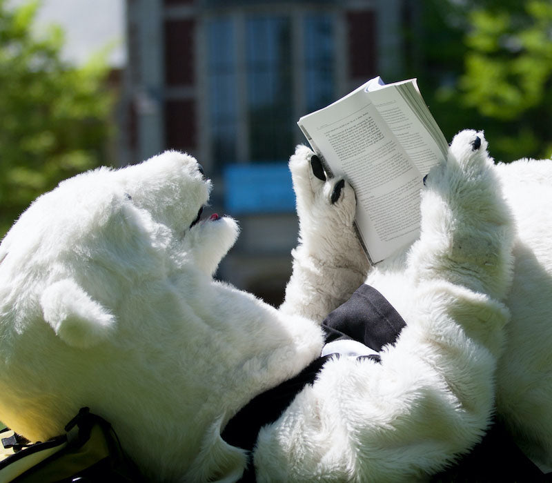 photo of Bowdoin's polar bear mascot lying on its back, holding an open book.