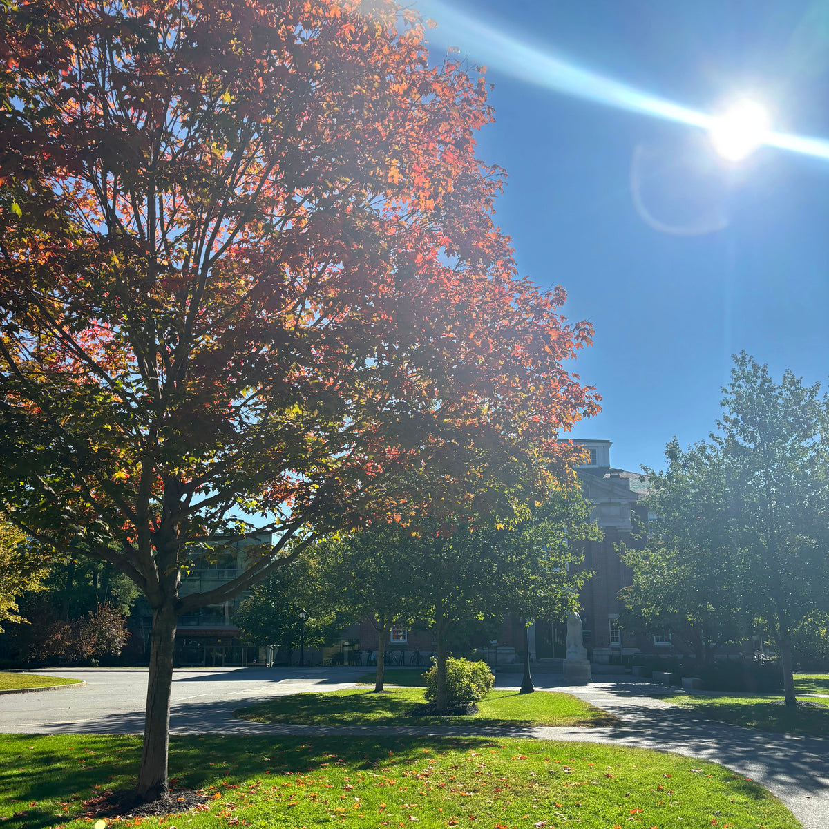 A large tree with red and green autumn leaves stands in a sunlit grassy courtyard, with a brick building, additional trees, and a bright sun in the blue sky.