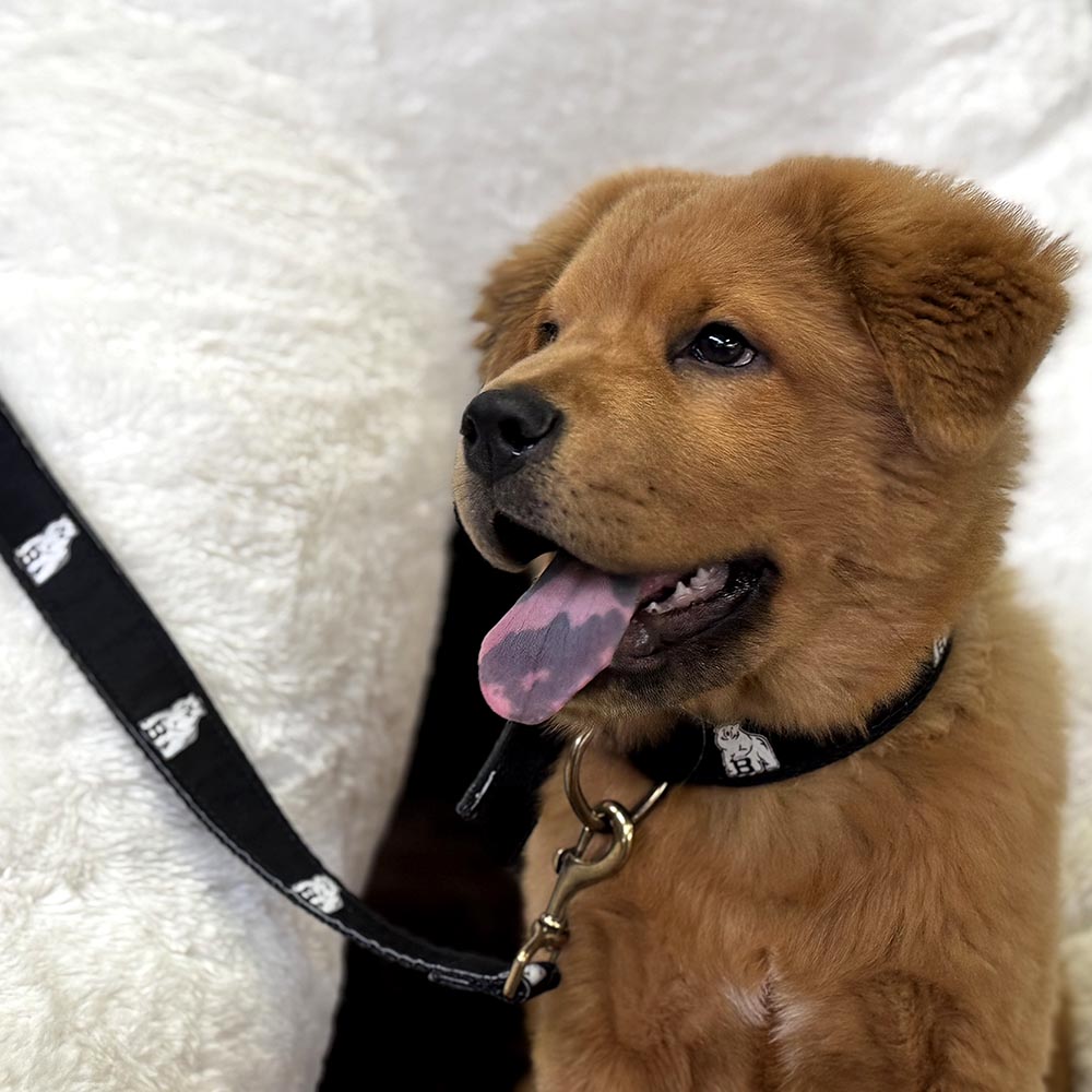 Brown puppy with a black leash and collar on a white background