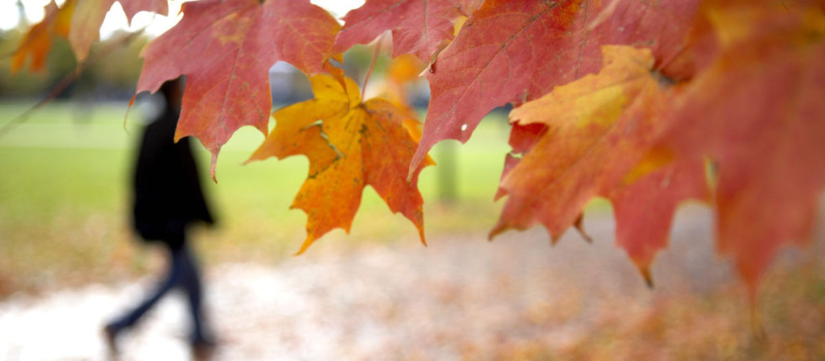 The silhouette of a person walking in the rain, as viewed through vivid red and orange maple leaves on the Bowdoin College campus.