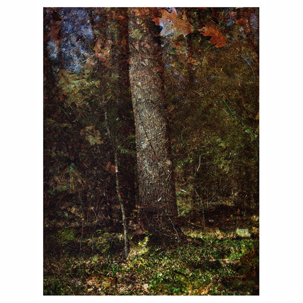 Tent Camera:  Tree Trunk In the Bowdoin Pines 2022;  Limited Edition 150;  21x27 inches; Courtesy of Houk Gallery