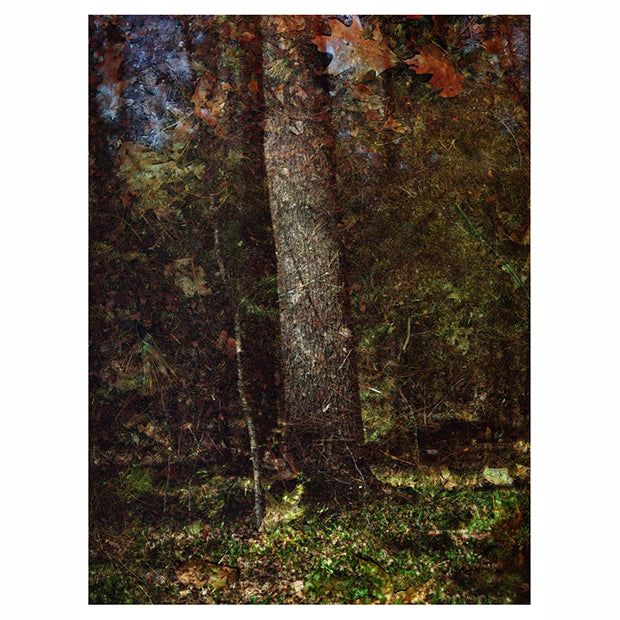 Tent Camera: Tree Trunk in the Bowdoin Pines, 2022